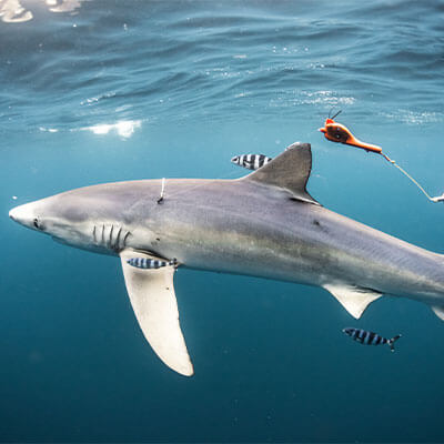 Shark Tagging